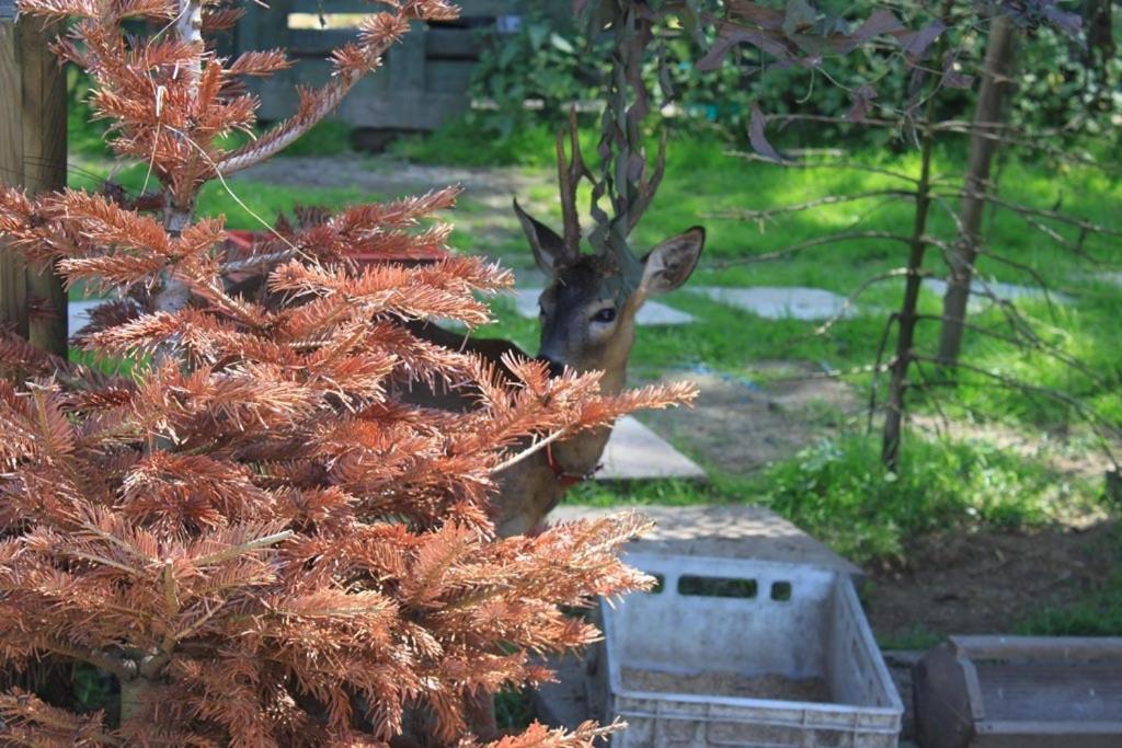 Agromurena Gryfow sląski Bagian luar foto